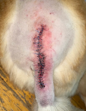 A photo of our dog's large sutured incision post operation.