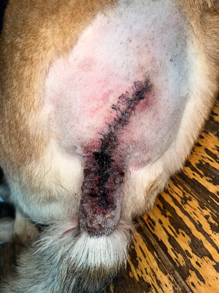 A photo of our dog's infected tail.