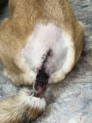 A photo of our dog's infected surgery.